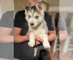 Small Photo #1 Alaskan Husky Puppy For Sale in APPLE VALLEY, CA, USA