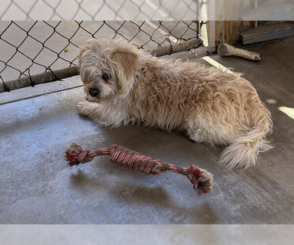 Medium Photo #4 Maltipoo (Miniature) Puppy For Sale in Apple Valley, CA, USA