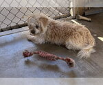 Small #3 Maltipoo (Miniature)