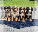 Small #1 Bernedoodle (Miniature)