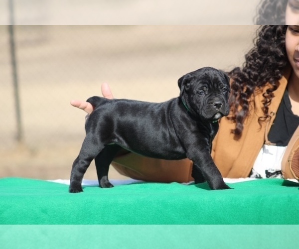 Medium Photo #2 Cane Corso Puppy For Sale in RAEFORD, NC, USA