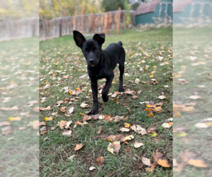 Rusty - Male Australian Kelpie-Unknown Mix Dog for Adoption - Photo #2