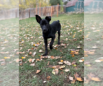 Small Photo #2 Australian Kelpie-Unknown Mix Puppy For Sale in MIDWAY, UT, USA