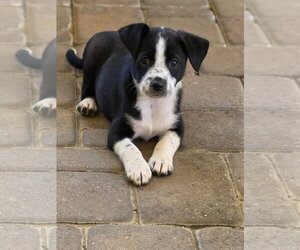 Labrador Retriever-Unknown Mix Dogs for adoption in The Woodlands, TX, USA
