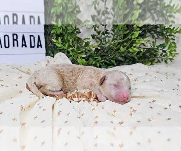 Medium Photo #1 Poodle (Toy) Puppy For Sale in COLLEGE STA, TX, USA
