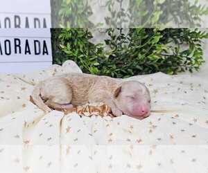 Poodle (Toy) Puppy for sale in COLLEGE STA, TX, USA