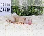 Image preview for Ad Listing. Nickname: ISLAMORADA