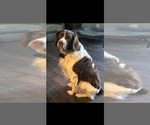 Small Photo #1 Brittany Puppy For Sale in MOHAWK, NY, USA
