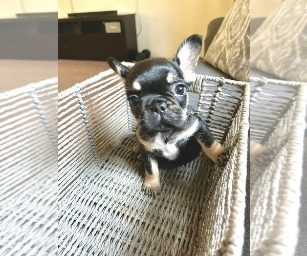 Medium Photo #82 French Bulldog Puppy For Sale in COLUMBUS, OH, USA