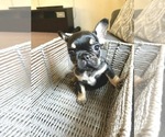 Small Photo #82 French Bulldog Puppy For Sale in COLUMBUS, OH, USA