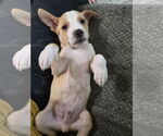 Small #1 American Pit Bull Terrier-Labrador Retriever Mix