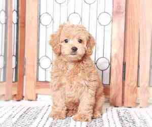 Cockapoo Puppy for sale in NAPLES, FL, USA