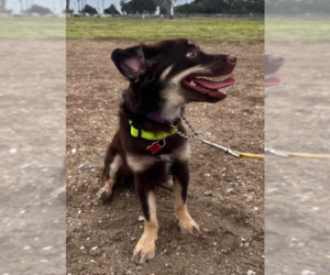 Rufus - Male Chiranian Dog for Adoption - Photo #2