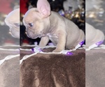 Small Photo #4 French Bulldog Puppy For Sale in MOORE, OK, USA