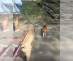 Small #17 Labrador Retriever Mix