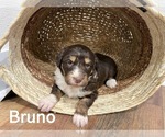 Puppy Bruno Aussiedoodle