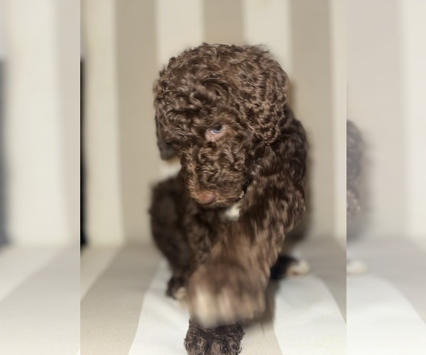 Medium Photo #2 Double Doodle Puppy For Sale in OKLAHOMA CITY, OK, USA
