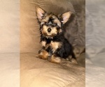 Small #7 Yorkshire Terrier