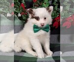 Small Photo #1 Pomeranian Puppy For Sale in LANCASTER, PA, USA