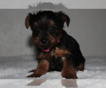 Small Photo #3 Yorkshire Terrier Puppy For Sale in FREDERICKSBG, OH, USA
