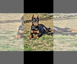 Small Photo #1 Doberman Pinscher Puppy For Sale in CORBIN, KY, USA
