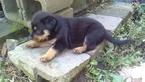 Small Photo #10 Rottweiler Puppy For Sale in ADEL, IN, USA