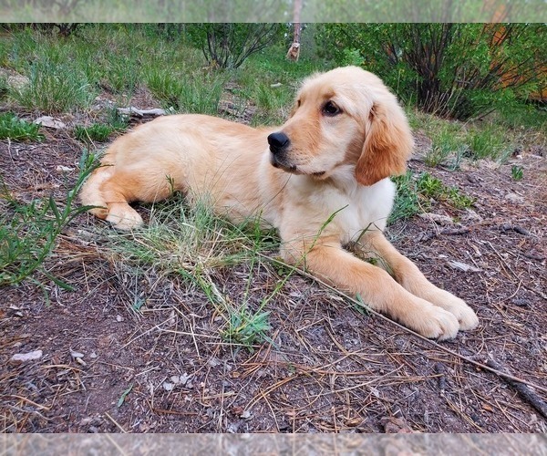 Medium Photo #2 Golden Retriever Puppy For Sale in PEYTON, CO, USA