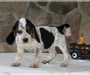 Beagle-Mutt Mix Puppy for sale in FREDERICKSBURG, OH, USA