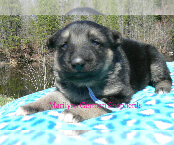 Medium Photo #3 German Shepherd Dog Puppy For Sale in PIEDMONT, MO, USA