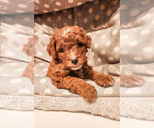 Medium Photo #8 Goldendoodle mix (+ Poodle Miniature) Puppy For Sale in CARLISLE, PA, USA