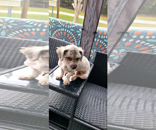 Medium Photo #2 ShihPoo Puppy For Sale in Rustburg, VA, USA