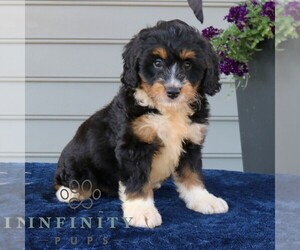 Bernedoodle (Miniature) Puppy for sale in NARVON, PA, USA