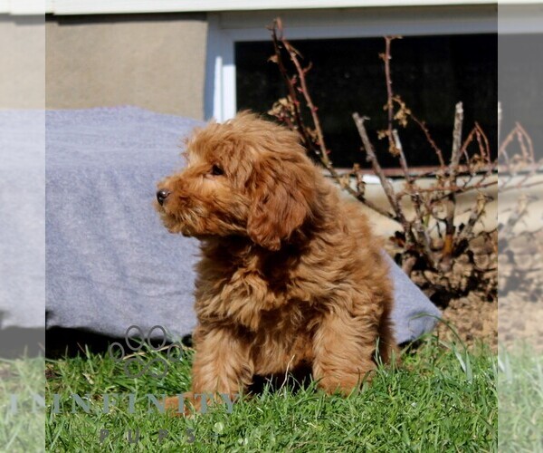 Medium Photo #2 Goldendoodle (Miniature) Puppy For Sale in AIRVILLE, PA, USA