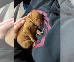 Small Photo #3 Vizsla Puppy For Sale in WAVERLY, NE, USA