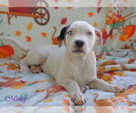 Small #4 American Pit Bull Terrier Mix