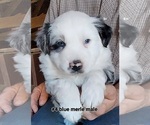 Small Photo #3 Australian Shepherd Puppy For Sale in TEMPLETON, CA, USA