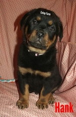 Rottweiler Puppy for sale in MORAVIA, NY, USA