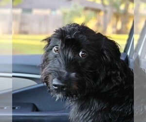 Mutt Dogs for adoption in Fort Worth, TX, USA