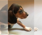 Small Photo #2 Beagle Puppy For Sale in SPENCER, TN, USA