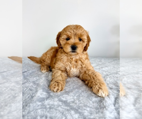 Medium Photo #3 Goldendoodle (Miniature) Puppy For Sale in GREENFIELD, IN, USA