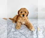 Small #2 Goldendoodle (Miniature)