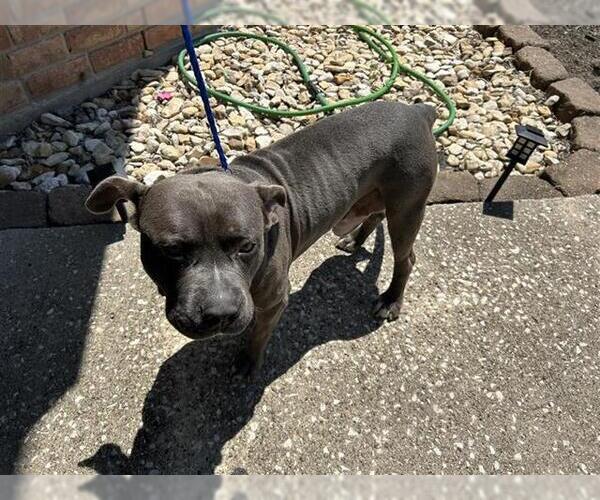 Medium Photo #1 American Pit Bull Terrier Puppy For Sale in Houston, TX, USA