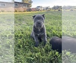 Small Photo #3 Cane Corso Puppy For Sale in CLARKRANGE, TN, USA