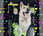 Small #3 German Shepherd Dog Mix