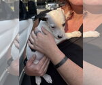 Small #1 Mutt