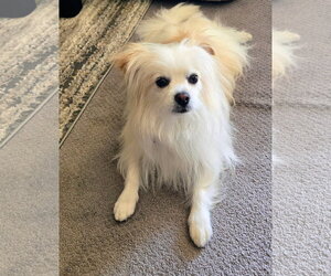 Papitese Dogs for adoption in Aurora, CO, USA