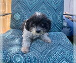 Small #8 Poodle (Miniature)