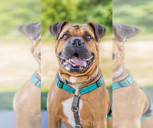 Bullmastiff-Rottweiler Mix Dogs for adoption in Lawrenceville, NJ, USA