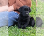 Small Photo #2 Labrador Retriever Puppy For Sale in MULBERRY, FL, USA