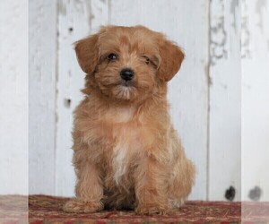 Shih-Poo-Yo-Chon Mix Puppy for sale in FREDERICKSBG, OH, USA
